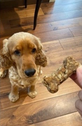 Peanut butter bone-shaped dog biscuit on a wooden floor with a Cocker Spaniel